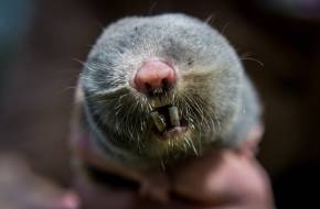 Egyedülálló nemzeti kincsünk, a földikutya lett az Év Emlőse Egyedülálló nemzeti kincsünk, a földikutya lett az Év Emlőse