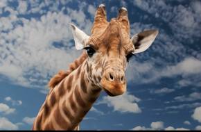 Van az állatoknak lelke? Van az állatoknak lelke?